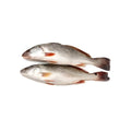 Croaker Fish (cut)
