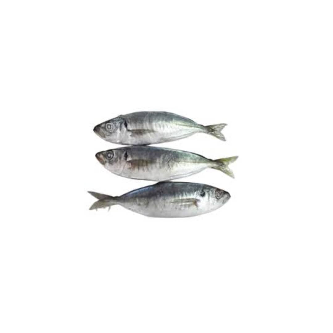 Horse Mackerel (kote)