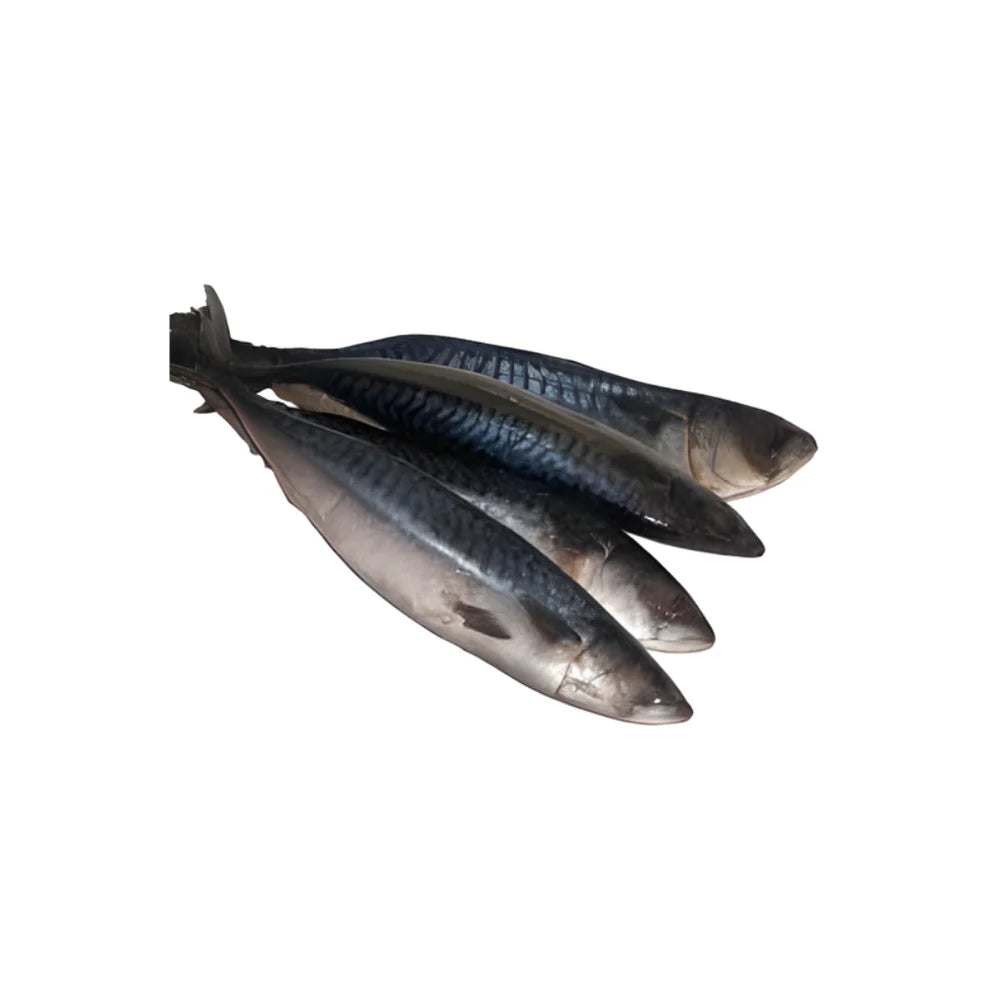 Mackerel - Titus Fish