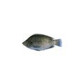 Tilapia Fish