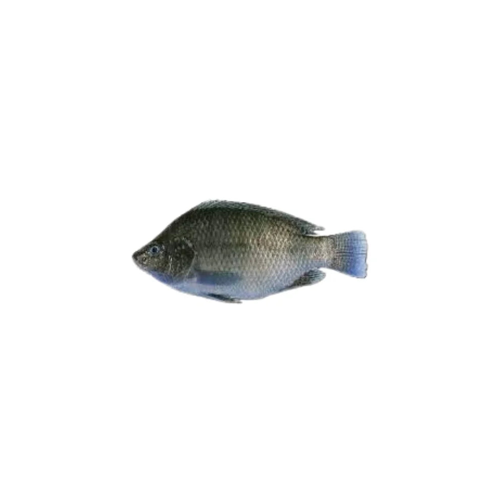 Tilapia Fish
